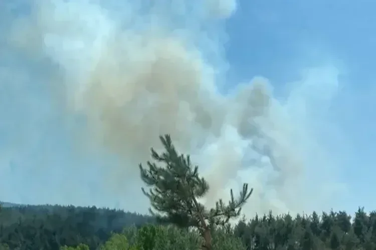 Bursa’da 3 noktada orman yangını